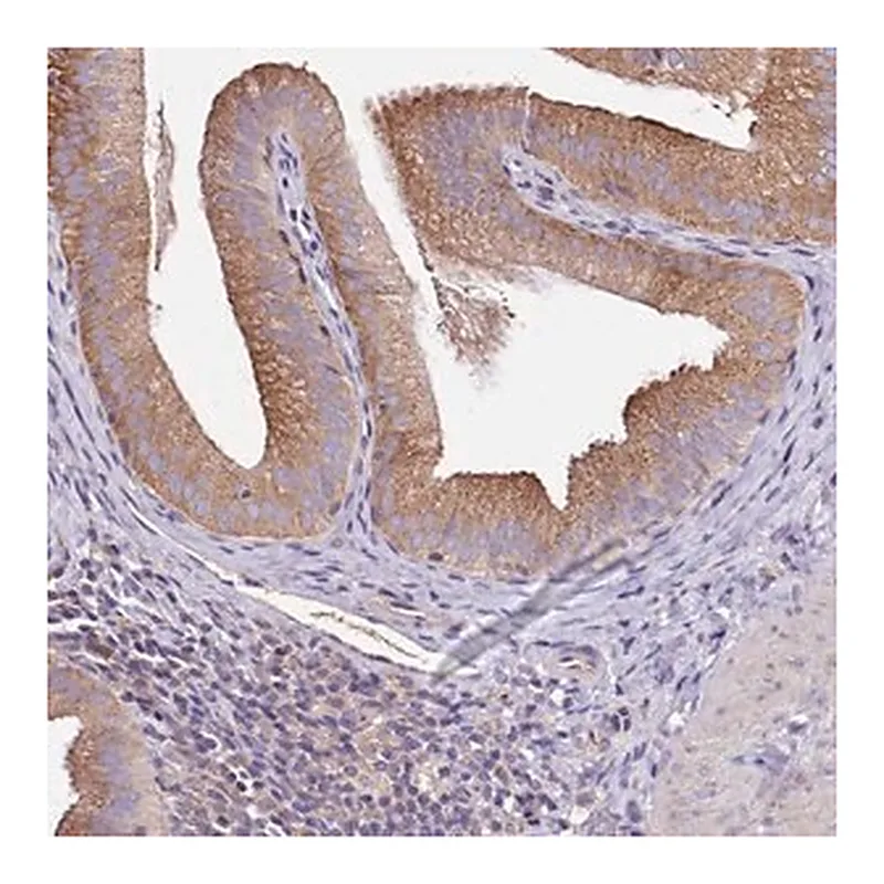 Merck Anti-FAM20A antibody produced in rabbit