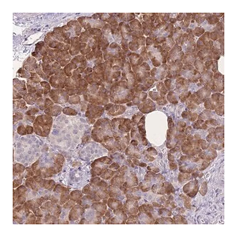 Merck Anti-TRAPPC5 antibody produced in rabbit