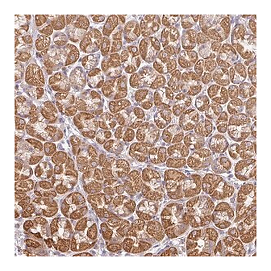 Merck Anti-PLEKHJ1 antibody produced in rabbit