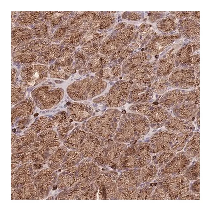 Merck Anti-SGSM3 antibody produced in rabbit