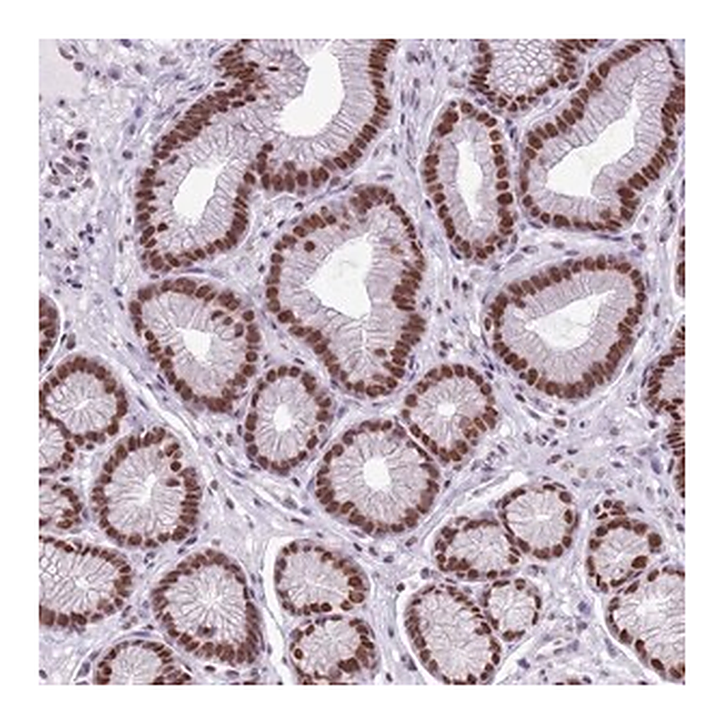 Merck Anti-FAM104B antibody produced in rabbit
