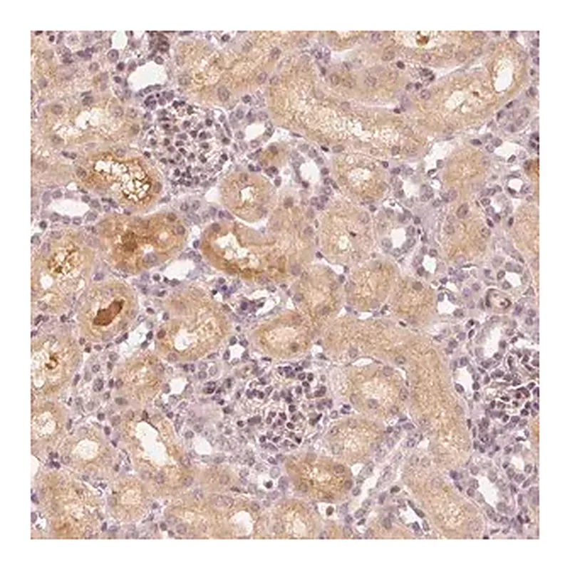 Merck Anti-SLC34A1 antibody produced in rabbit