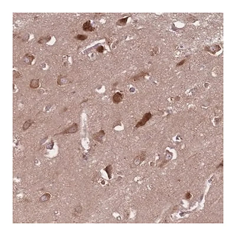 Merck Anti-GABRB1 antibody produced in rabbit