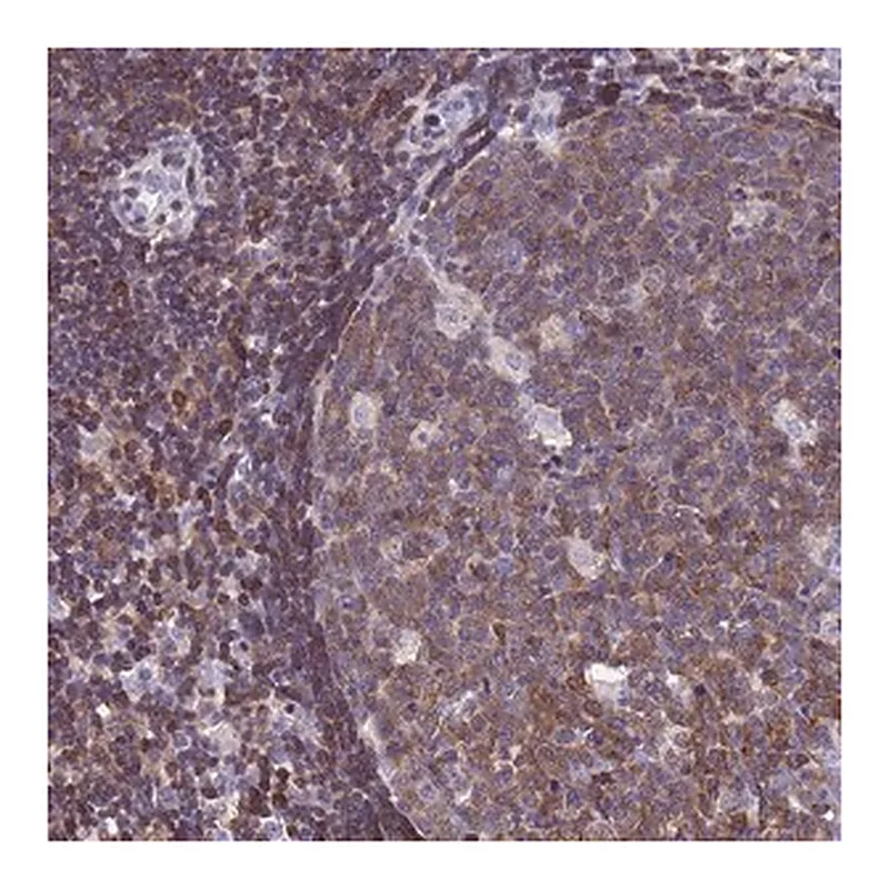 Merck Anti-CNN2 antibody produced in rabbit