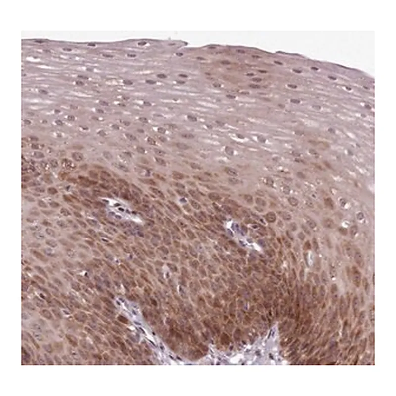 Merck Anti-ENSA antibody produced in rabbit