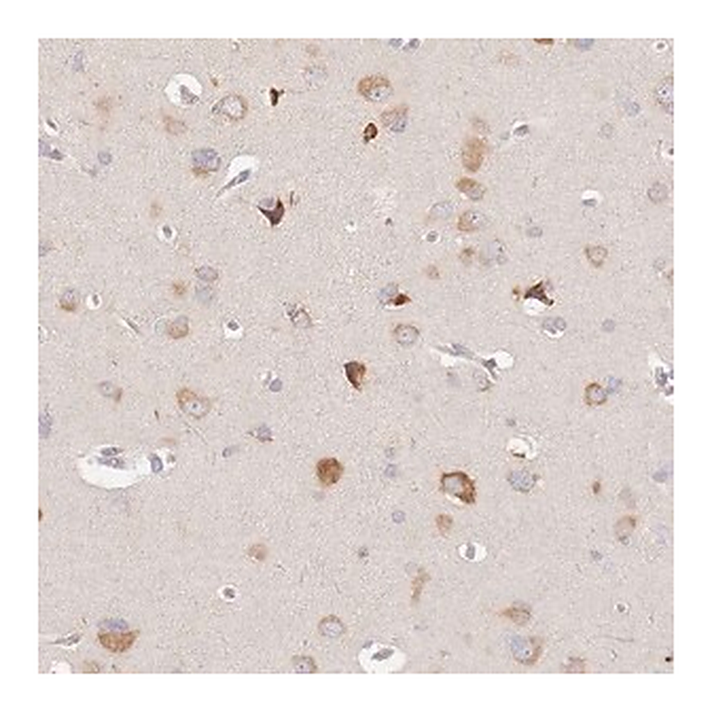 Merck Anti-SLC35F3 antibody produced in rabbit