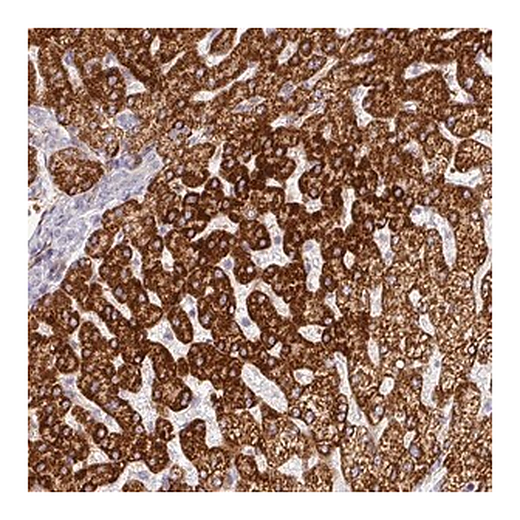 Merck Anti-PRODH2 antibody produced in rabbit
