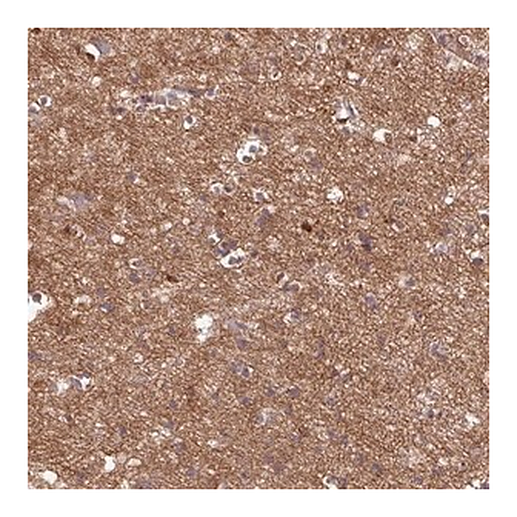 Merck Anti-GABARAPL1 antibody produced in rabbit