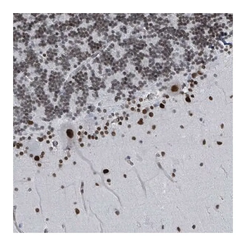 Merck Anti-SH2D7 antibody produced in rabbit