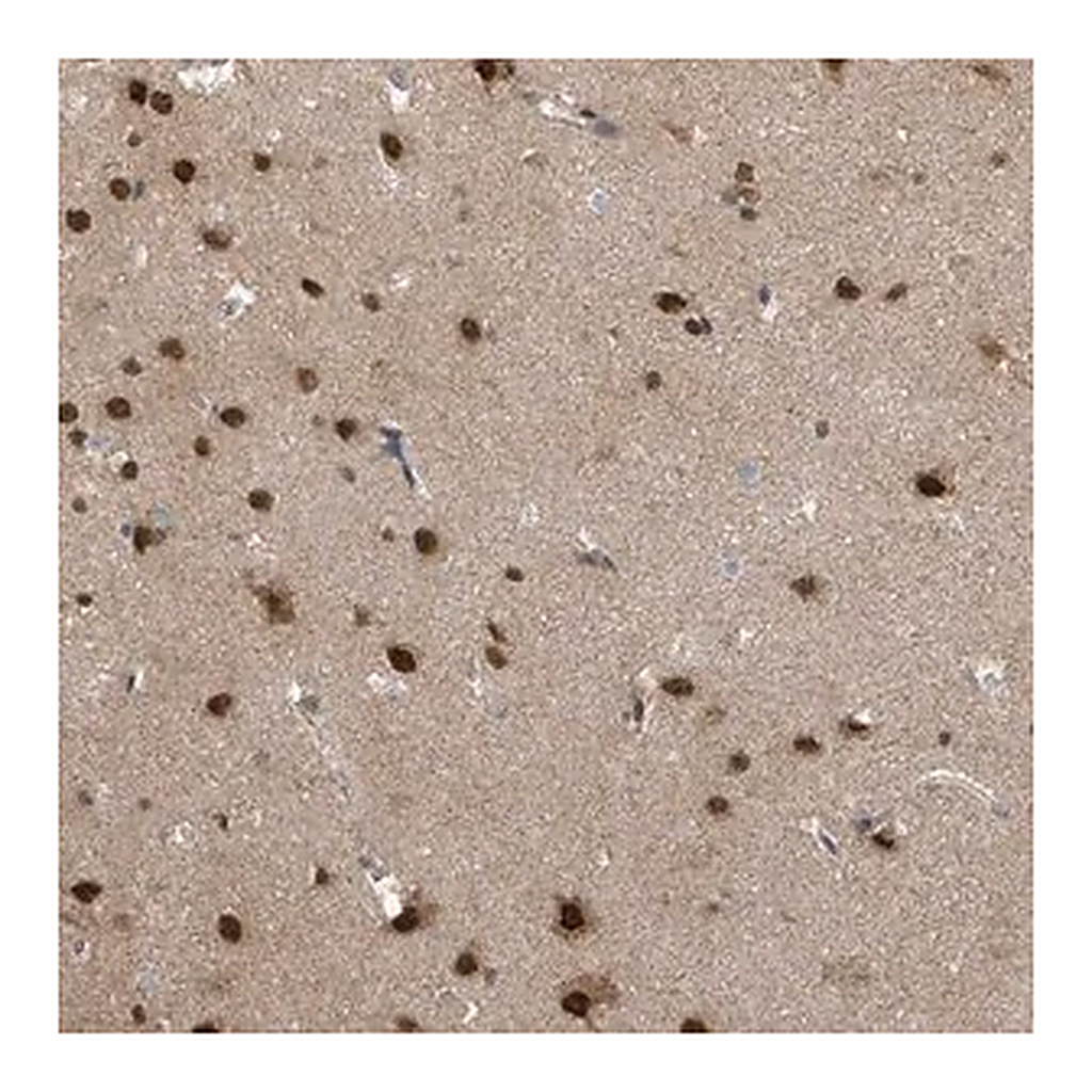 Merck Anti-COQ6 antibody produced in rabbit