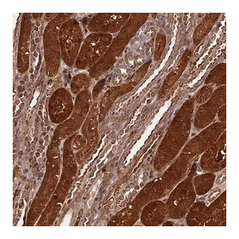 Merck Anti-NLRP7 antibody produced in rabbit