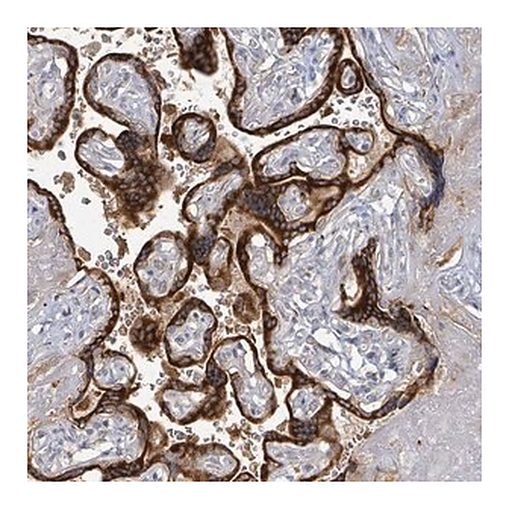 Merck Anti-KCNS2 antibody produced in rabbit
