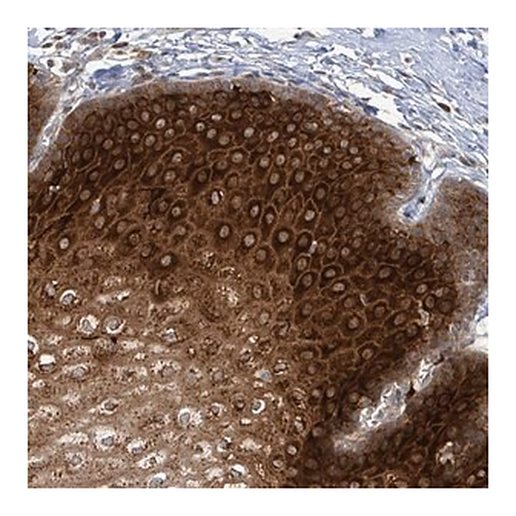 Merck Anti-OR51E1 antibody produced in rabbit