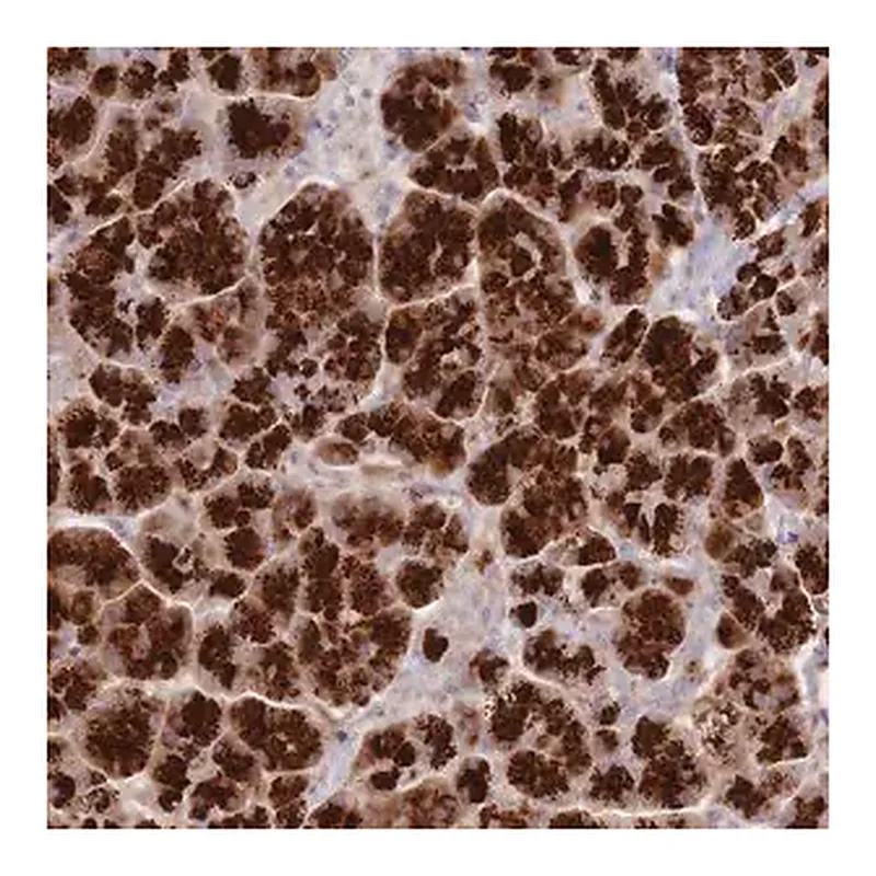 Merck Anti-ATP5G2 antibody produced in rabbit