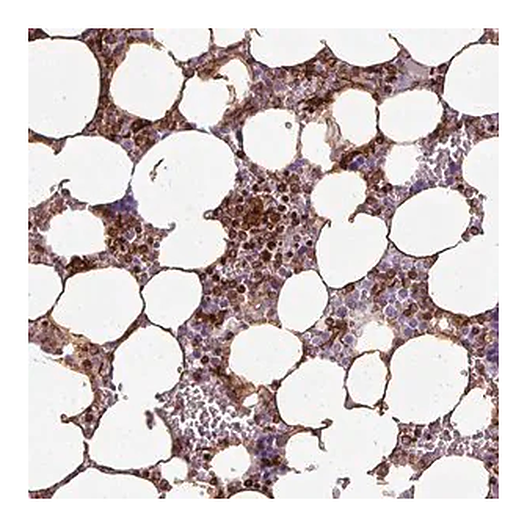 Merck Anti-TMEFF1 antibody produced in rabbit