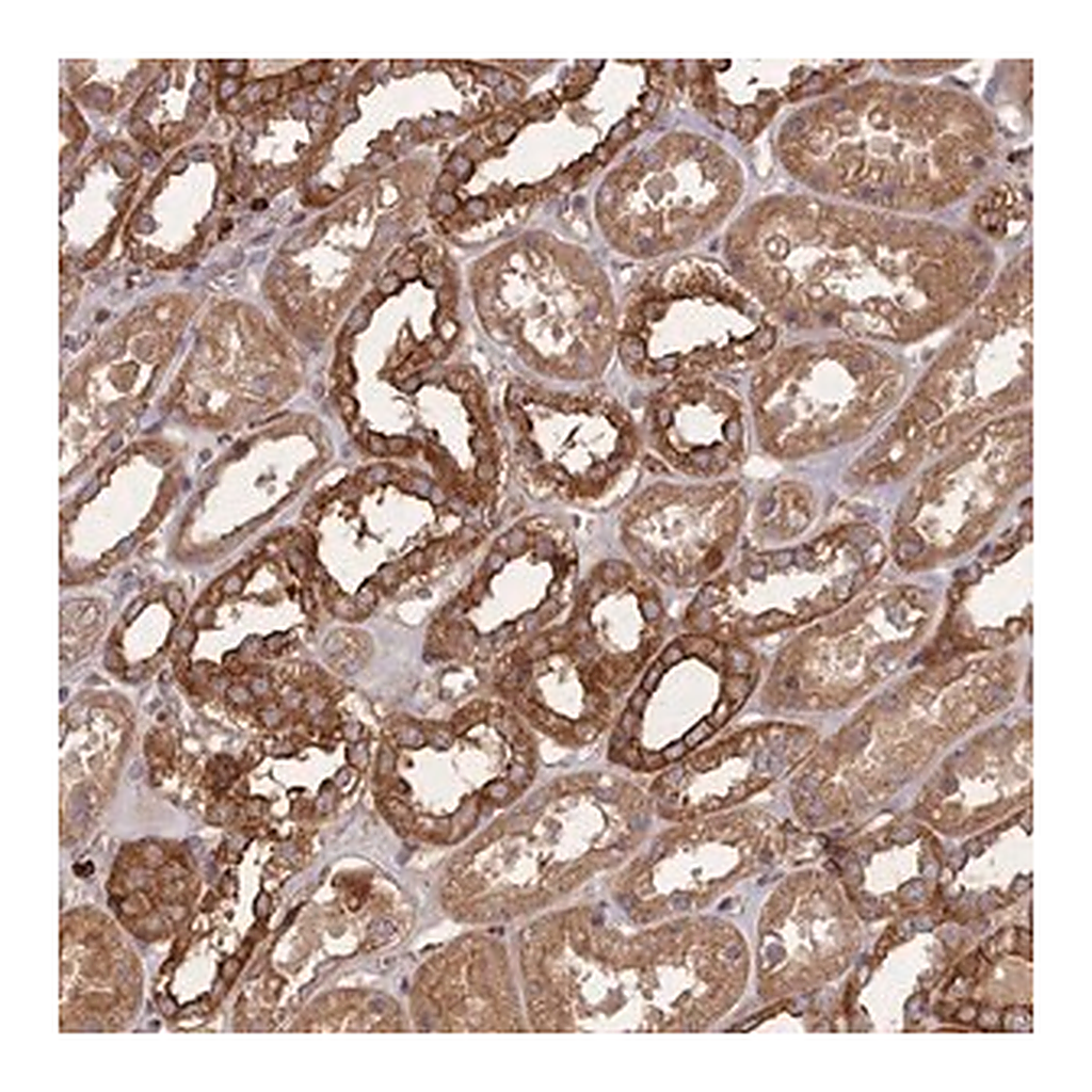 Merck Anti-THSD7B antibody produced in rabbit