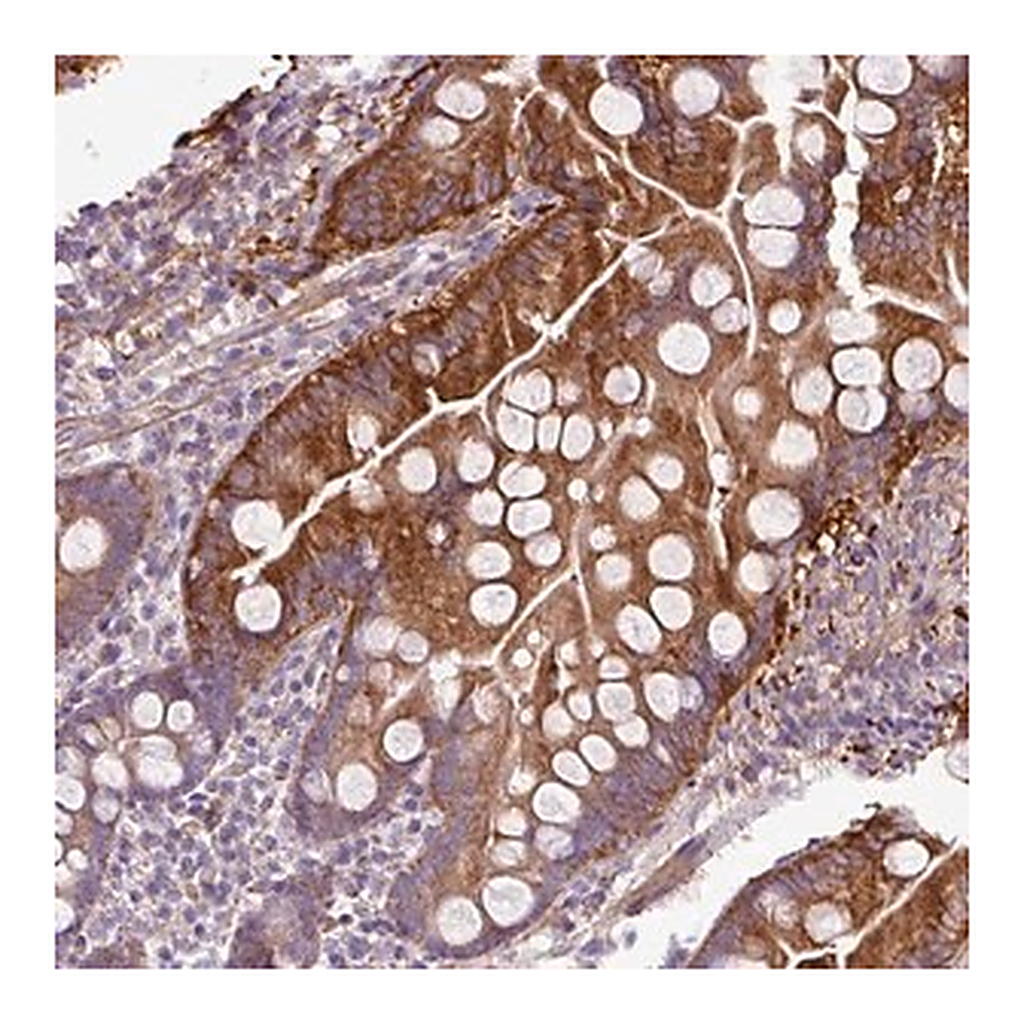 Merck Anti-BTN2A2 antibody produced in rabbit
