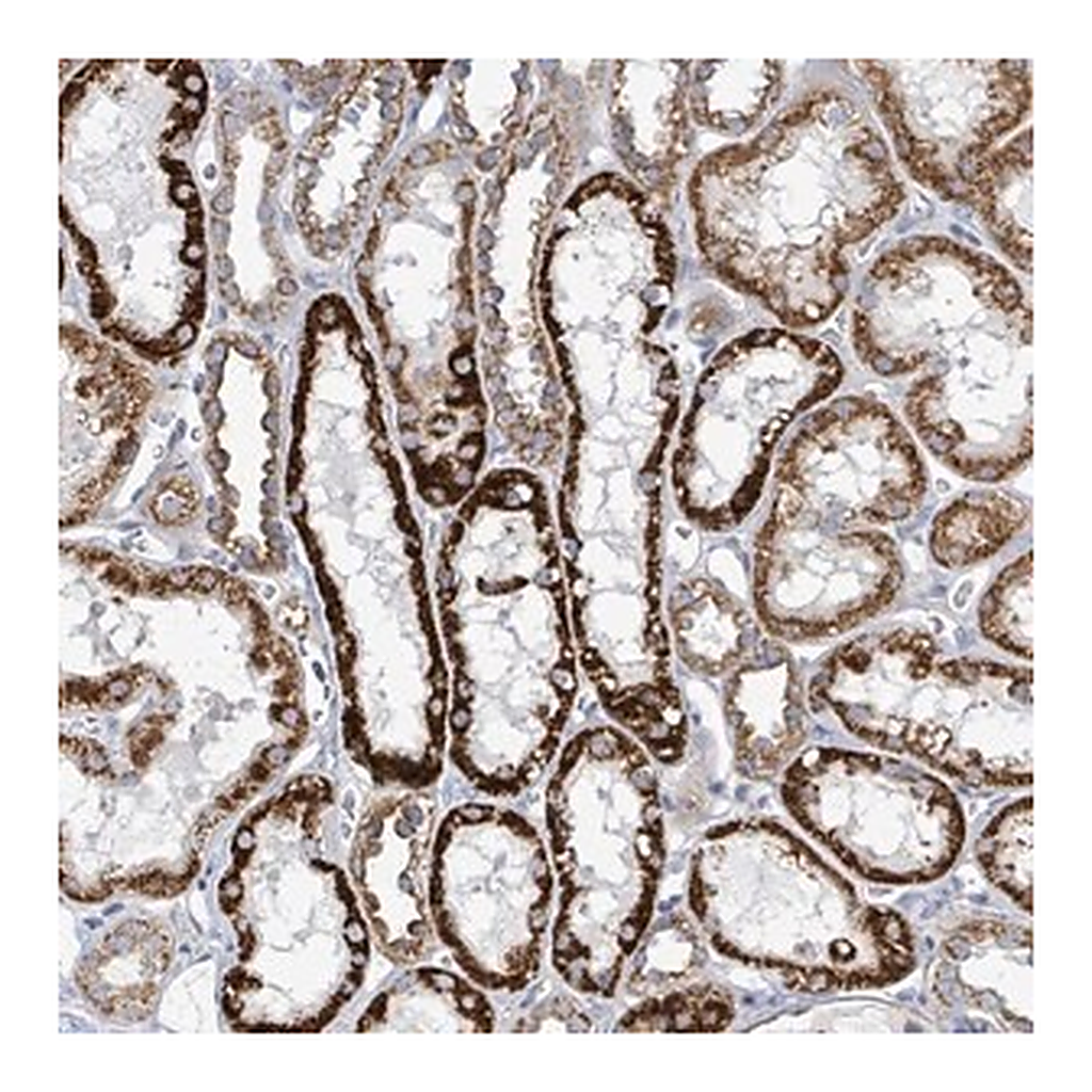 Merck Anti-ALG12 antibody produced in rabbit