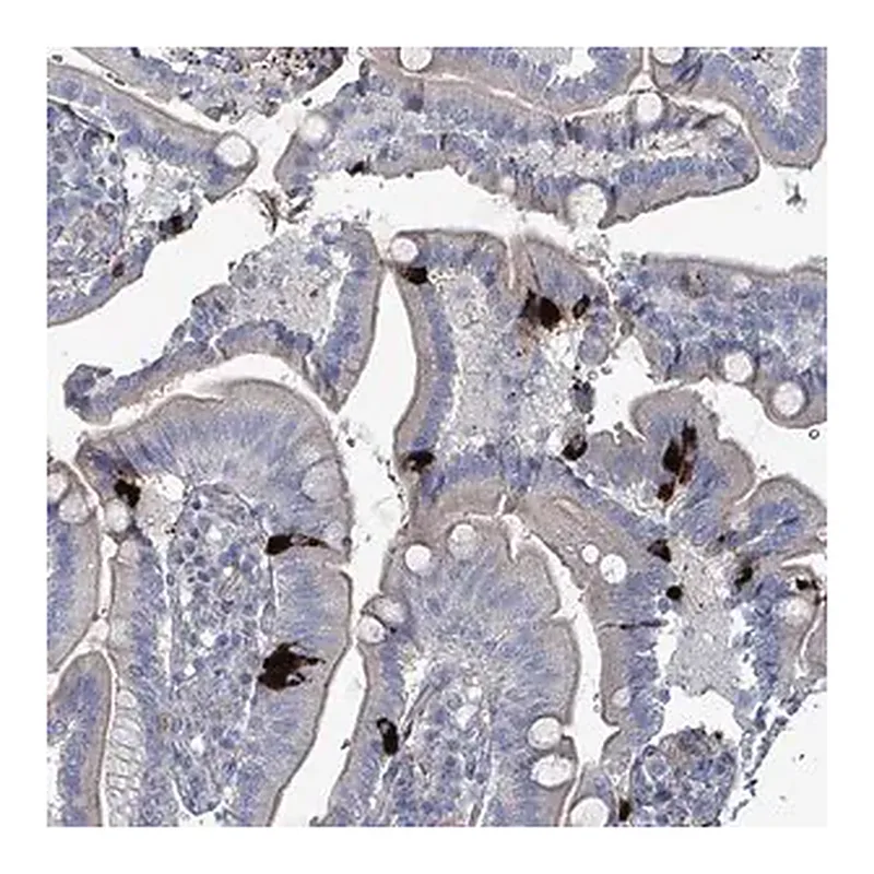 Merck Anti-TAAR5 antibody produced in rabbit