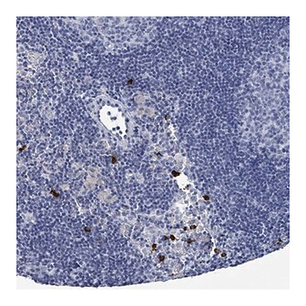 Merck Anti-VPS13D antibody produced in rabbit