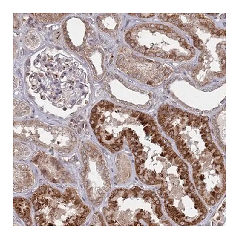 Merck Anti-FMO4 antibody produced in rabbit