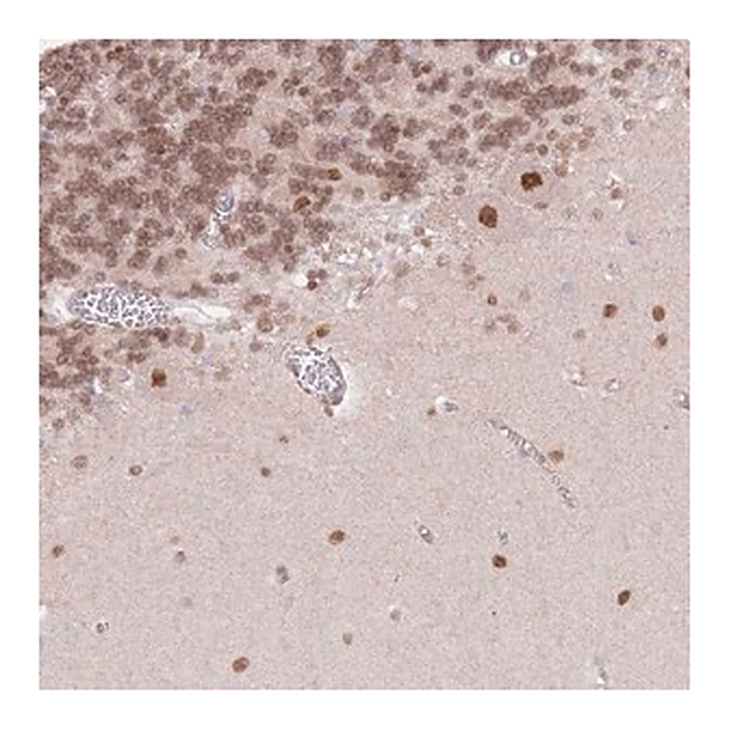 Merck Anti-TLE2 antibody produced in rabbit