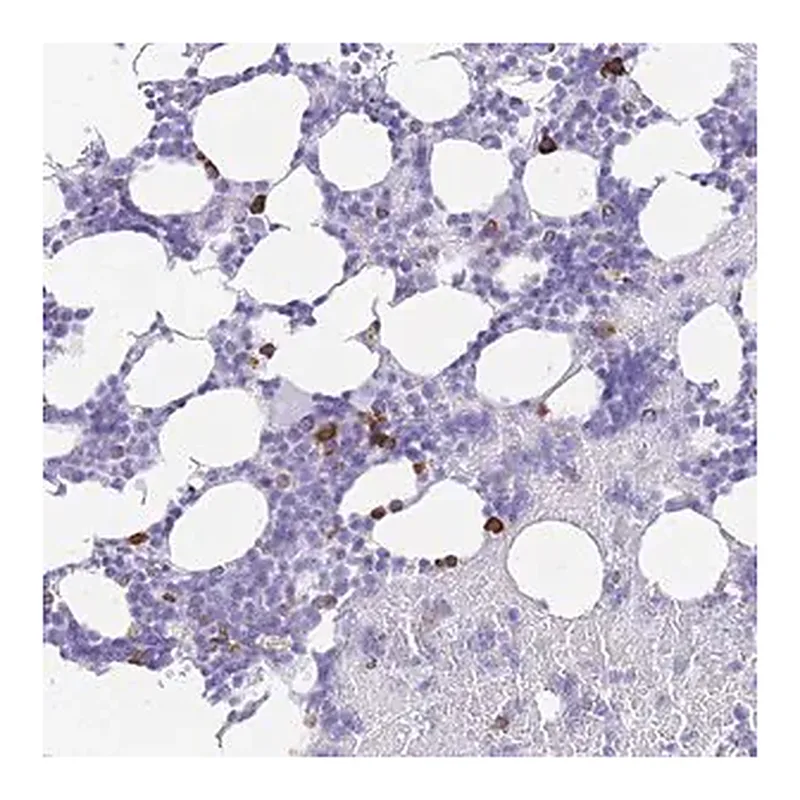 Merck Anti-ZFP37 antibody produced in rabbit