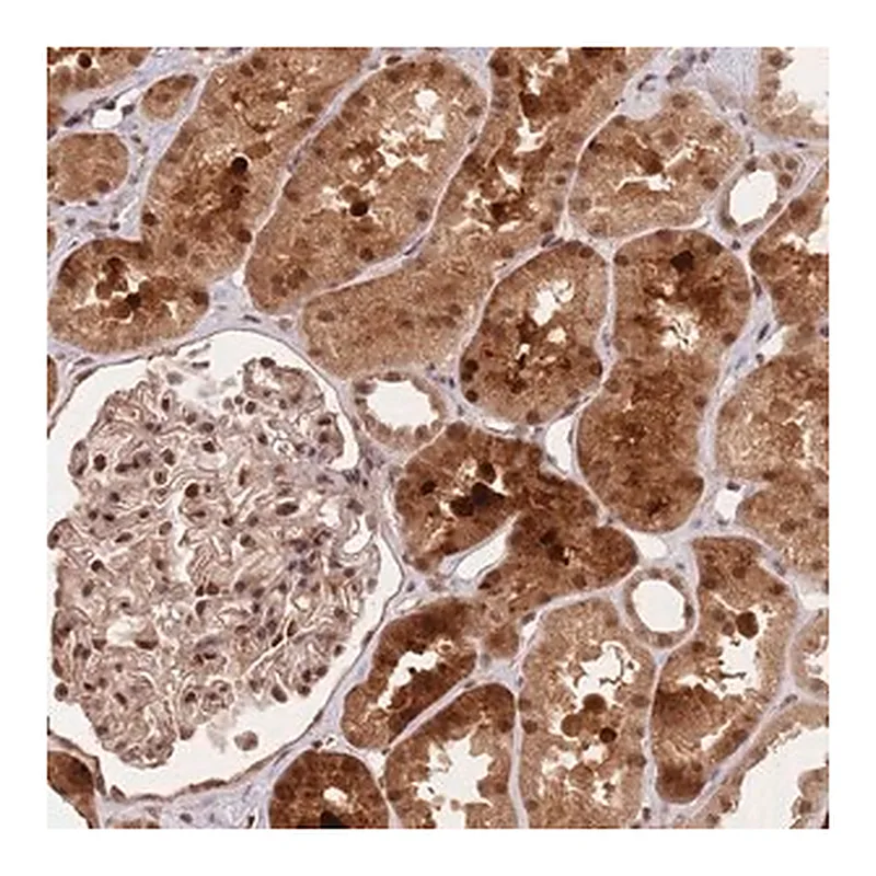 Merck Anti-RFXANK antibody produced in rabbit