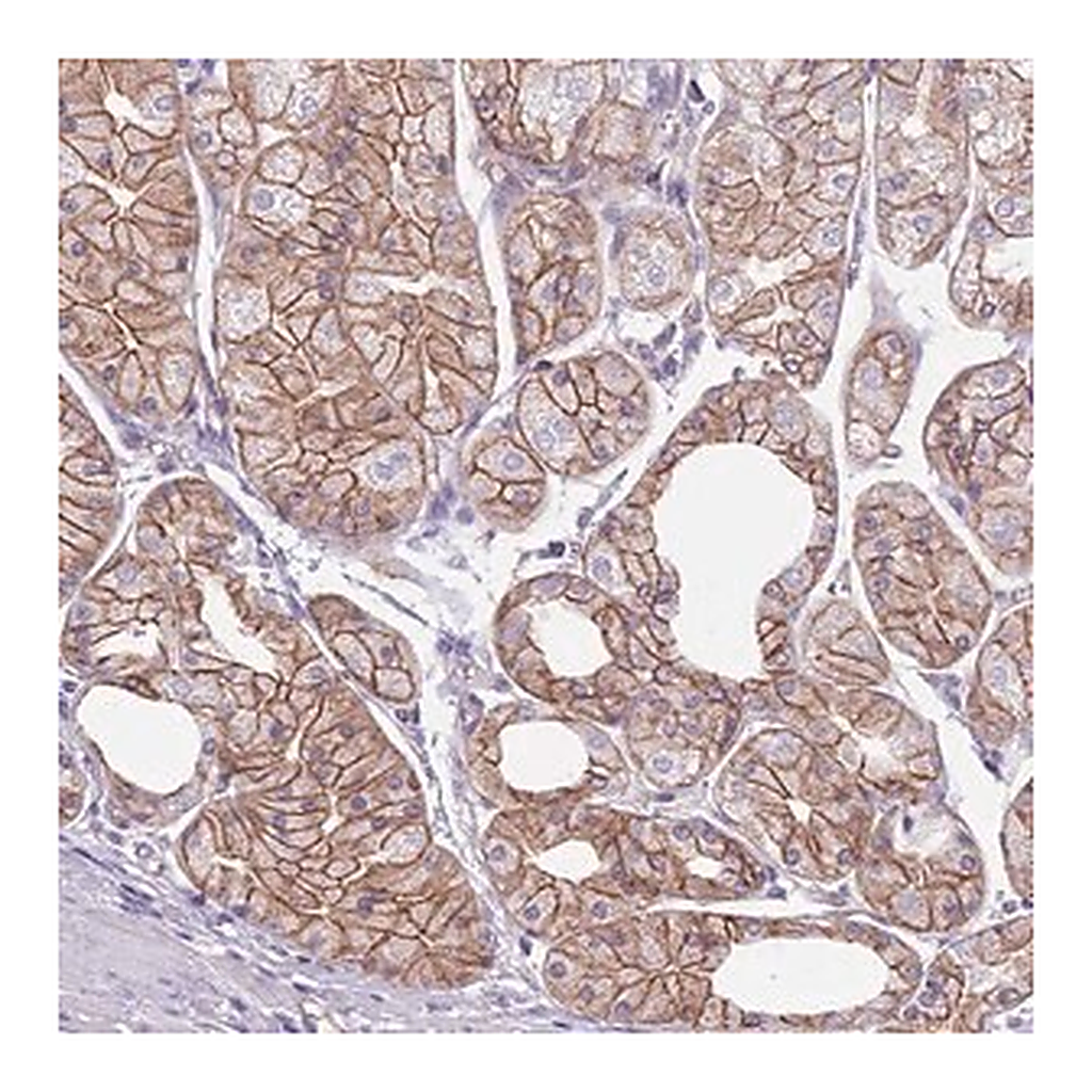 Merck Anti-PARP8 antibody produced in rabbit