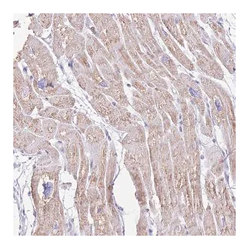 Merck Anti-LCLAT1 antibody produced in rabbit