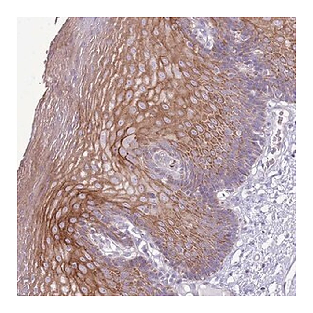 Merck Anti-CHAC2 antibody produced in rabbit
