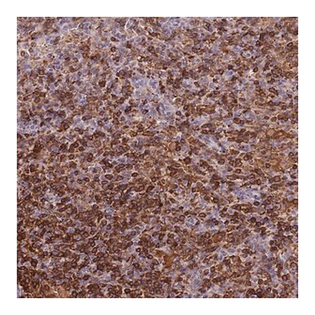 Merck Anti-LYPD6B antibody produced in rabbit