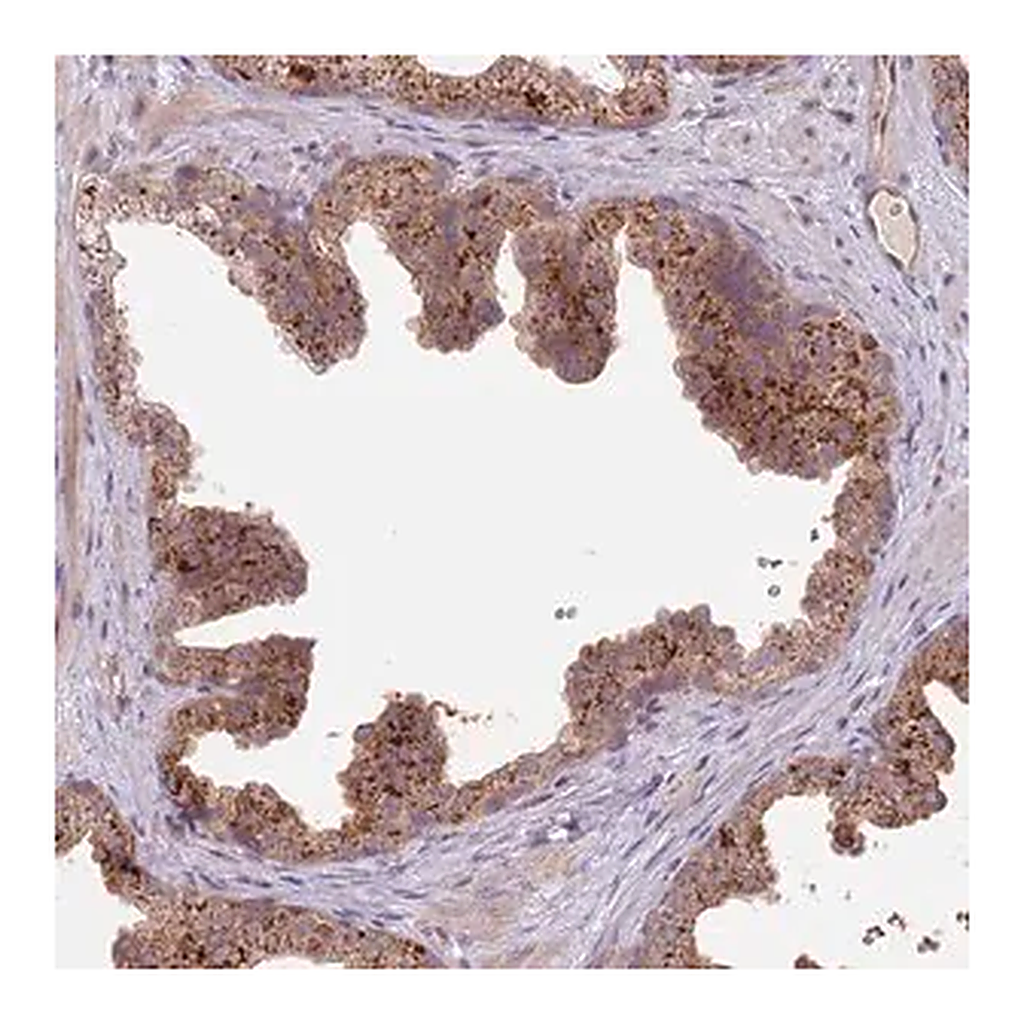 Merck Anti-PRR16 antibody produced in rabbit