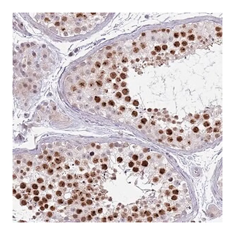 Merck Anti-MRPL34 antibody produced in rabbit