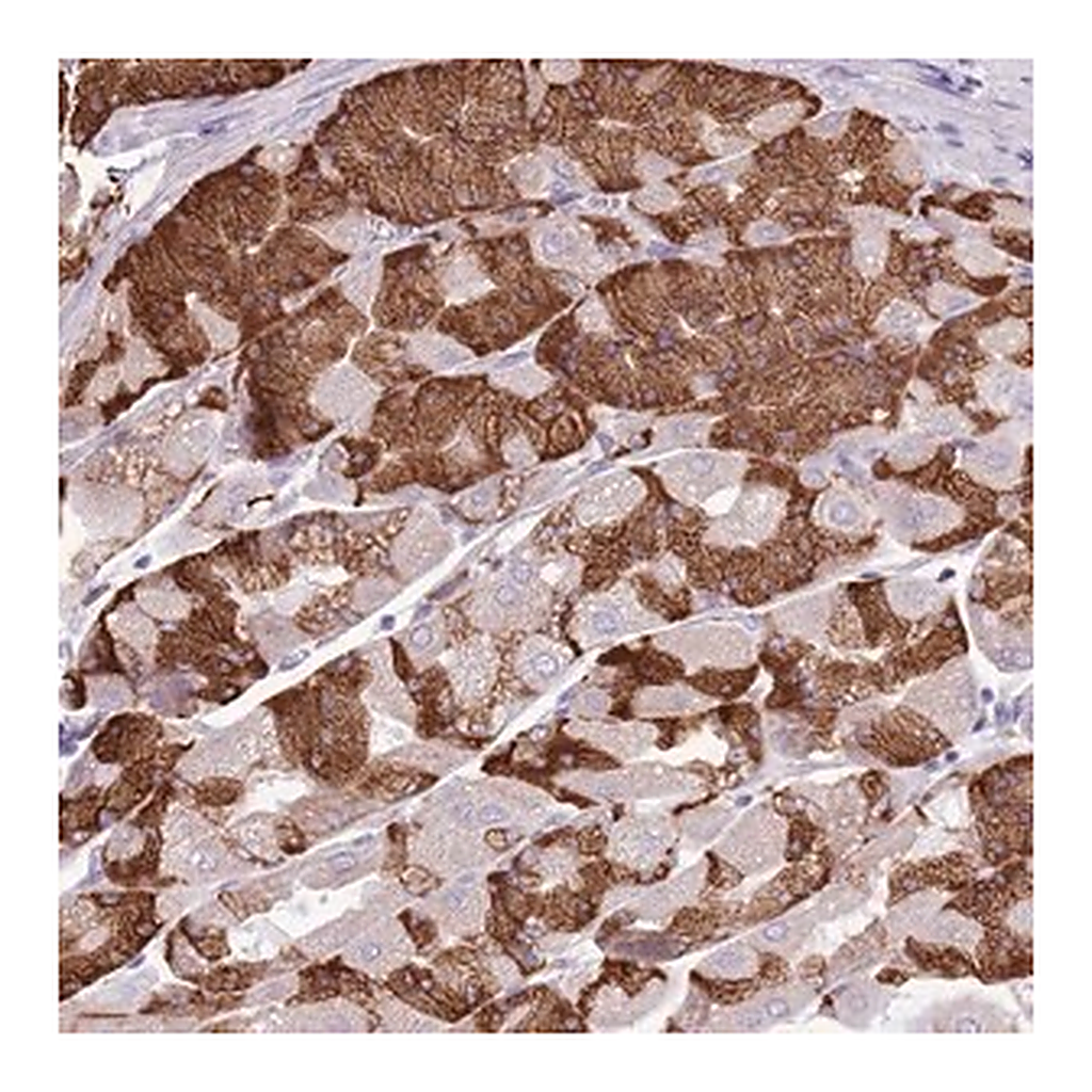 Merck Anti-KCTD19 antibody produced in rabbit