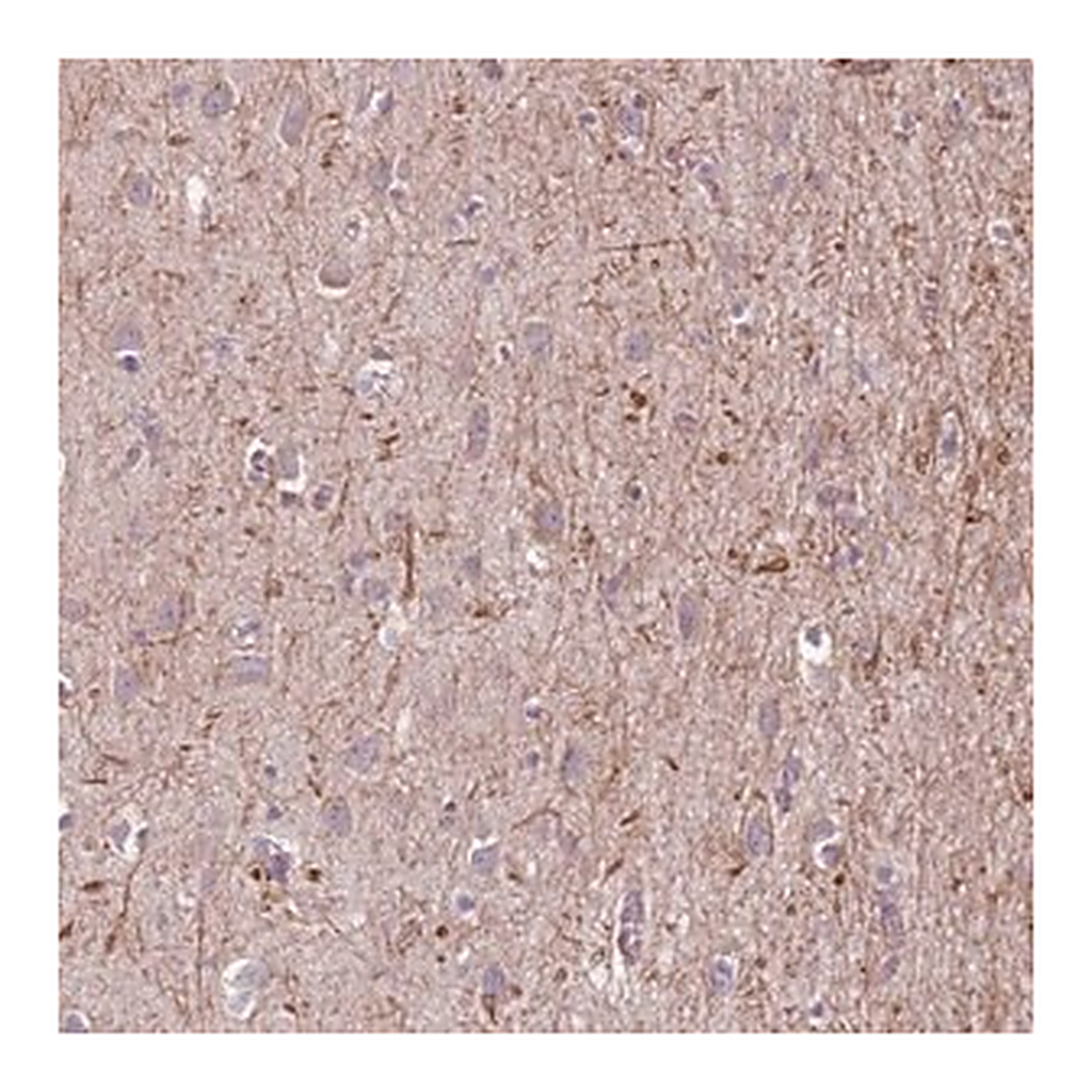 Merck Anti-MEGF8 antibody produced in rabbit