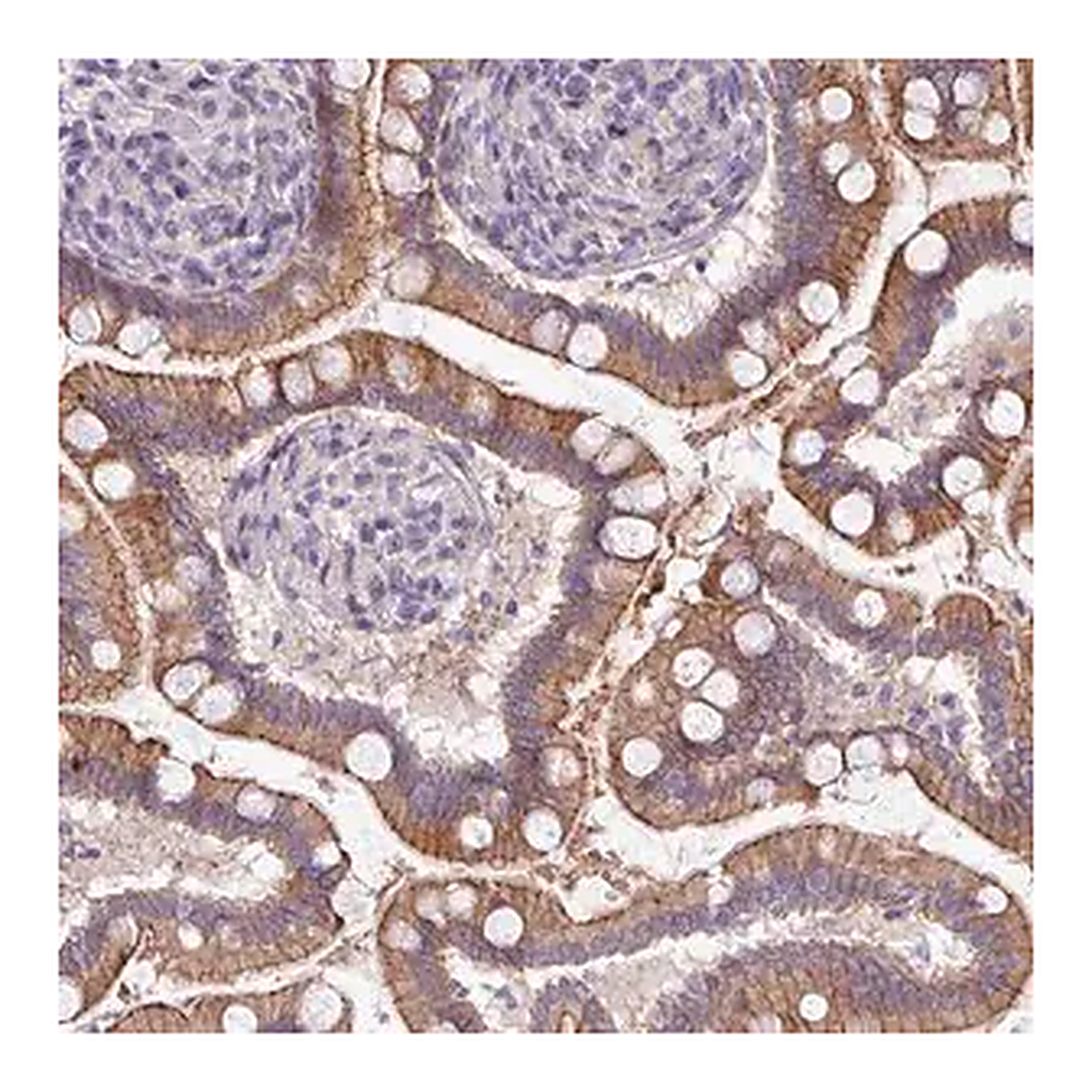 Merck Anti-ACAP3 antibody produced in rabbit