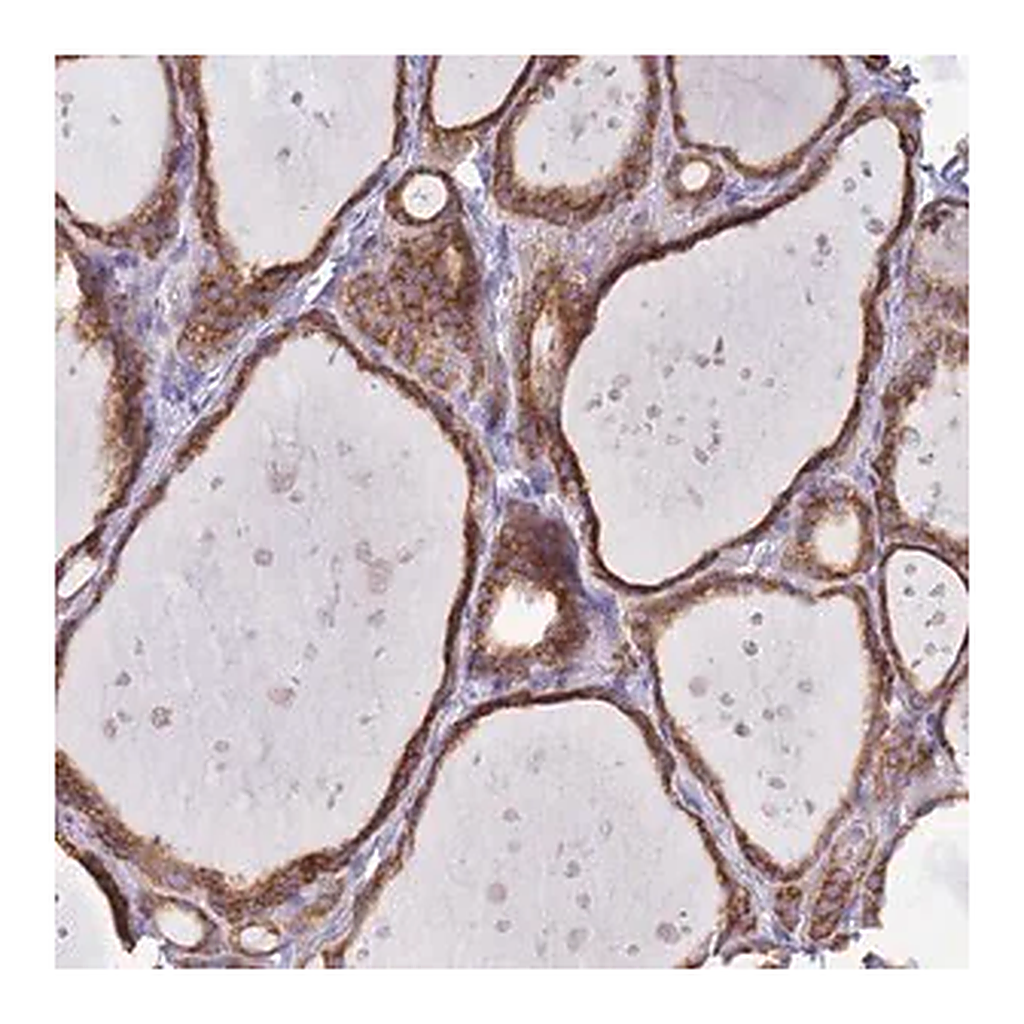 Merck Anti-OR52I2 antibody produced in rabbit