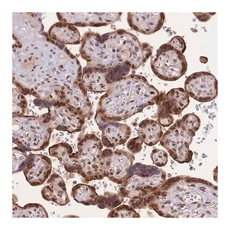 Merck Anti-TMED3 antibody produced in rabbit