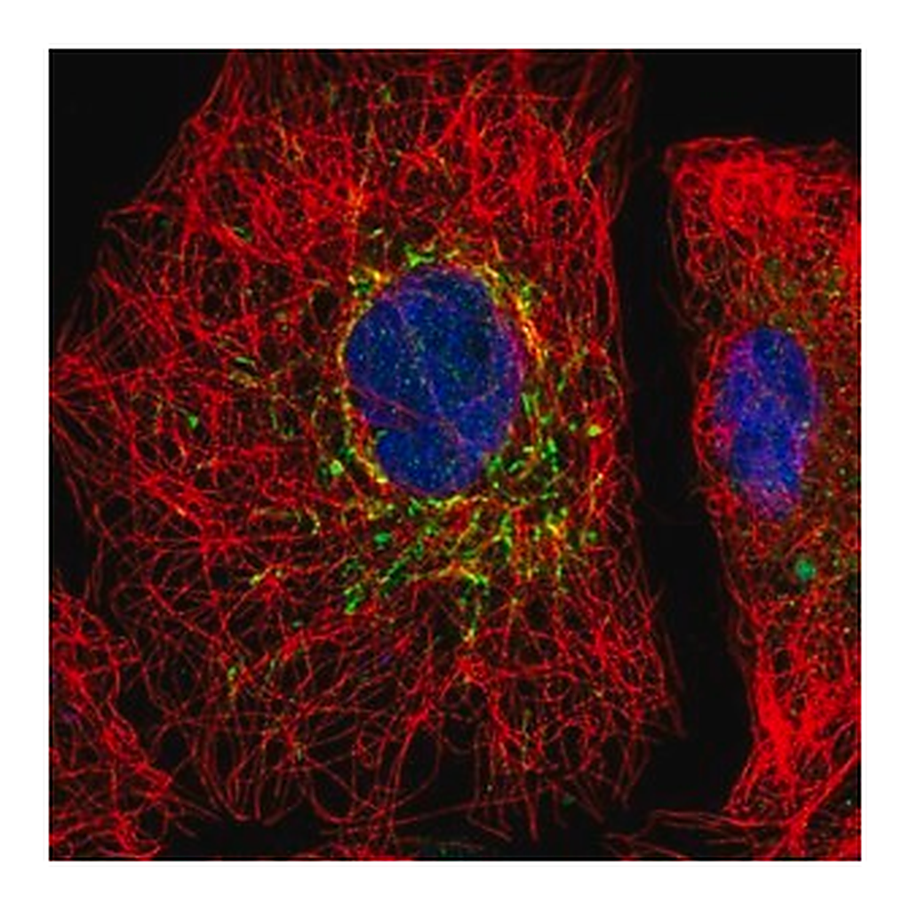 Merck Anti-SLC25A35 antibody produced in rabbit