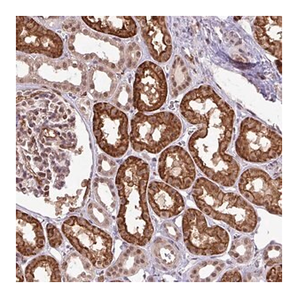 Merck Anti-GON7 antibody produced in rabbit