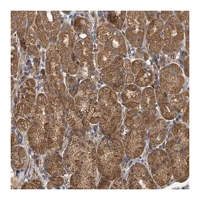 Merck Anti-DPM1 antibody produced in rabbit
