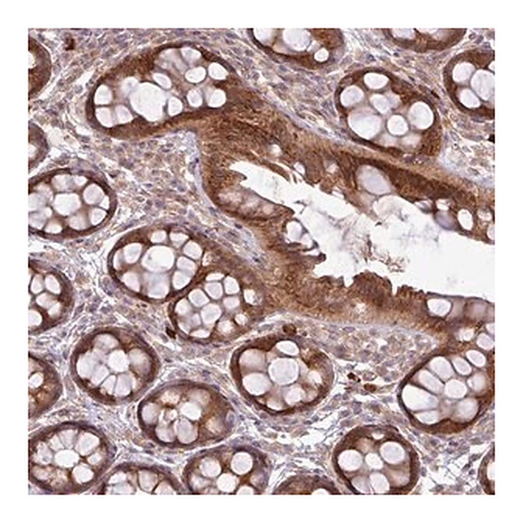 Merck Anti-FAM222B antibody produced in rabbit