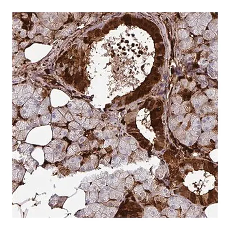 Merck Anti-SLC5A10 antibody produced in rabbit