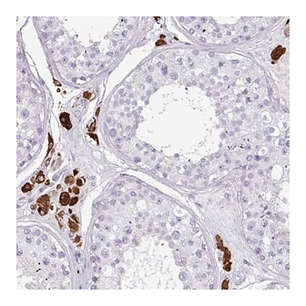 Merck Anti-SLC35G2 antibody produced in rabbit