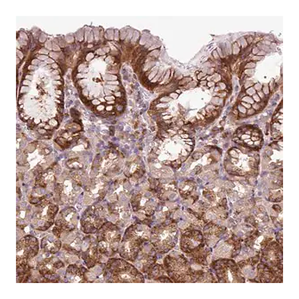 Merck Anti-MROH2A antibody produced in rabbit