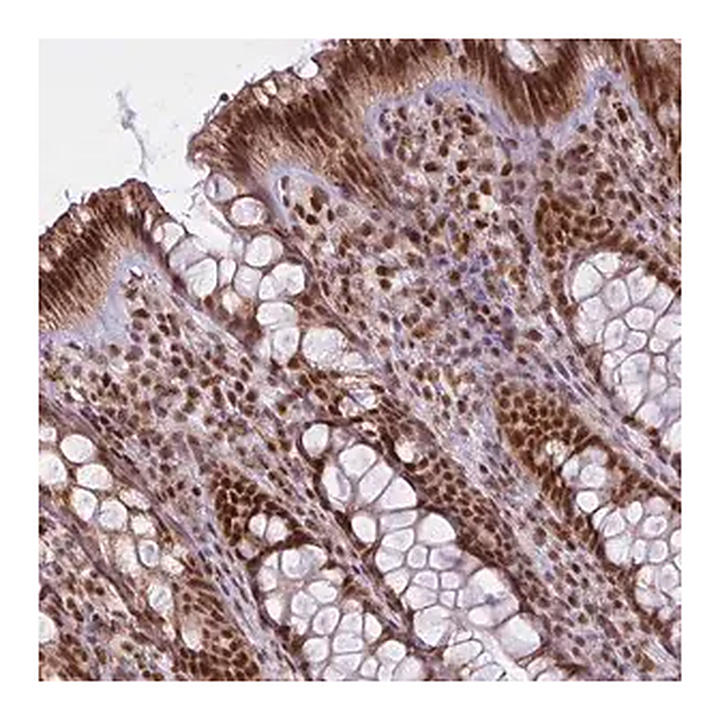 Merck Anti-ARL6IP4 antibody produced in rabbit