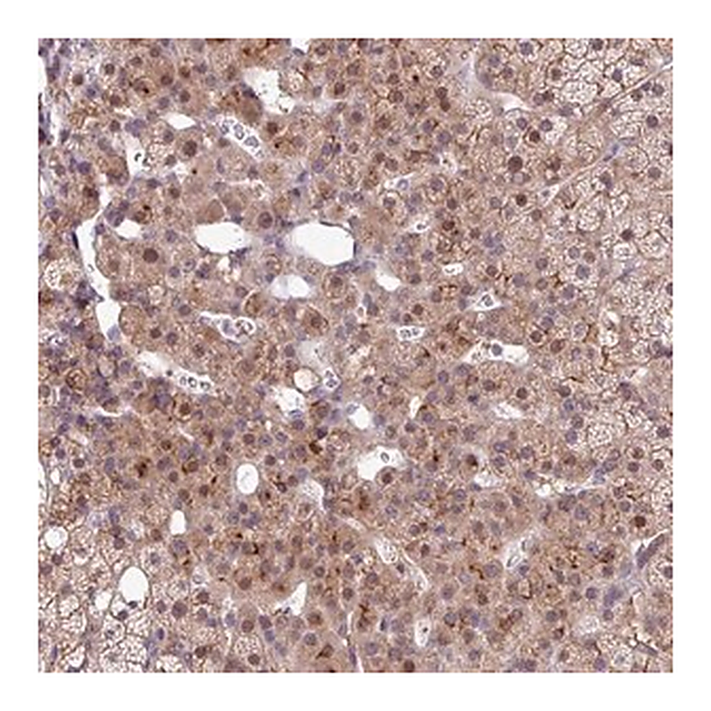 Merck Anti-RPP25L antibody produced in rabbit
