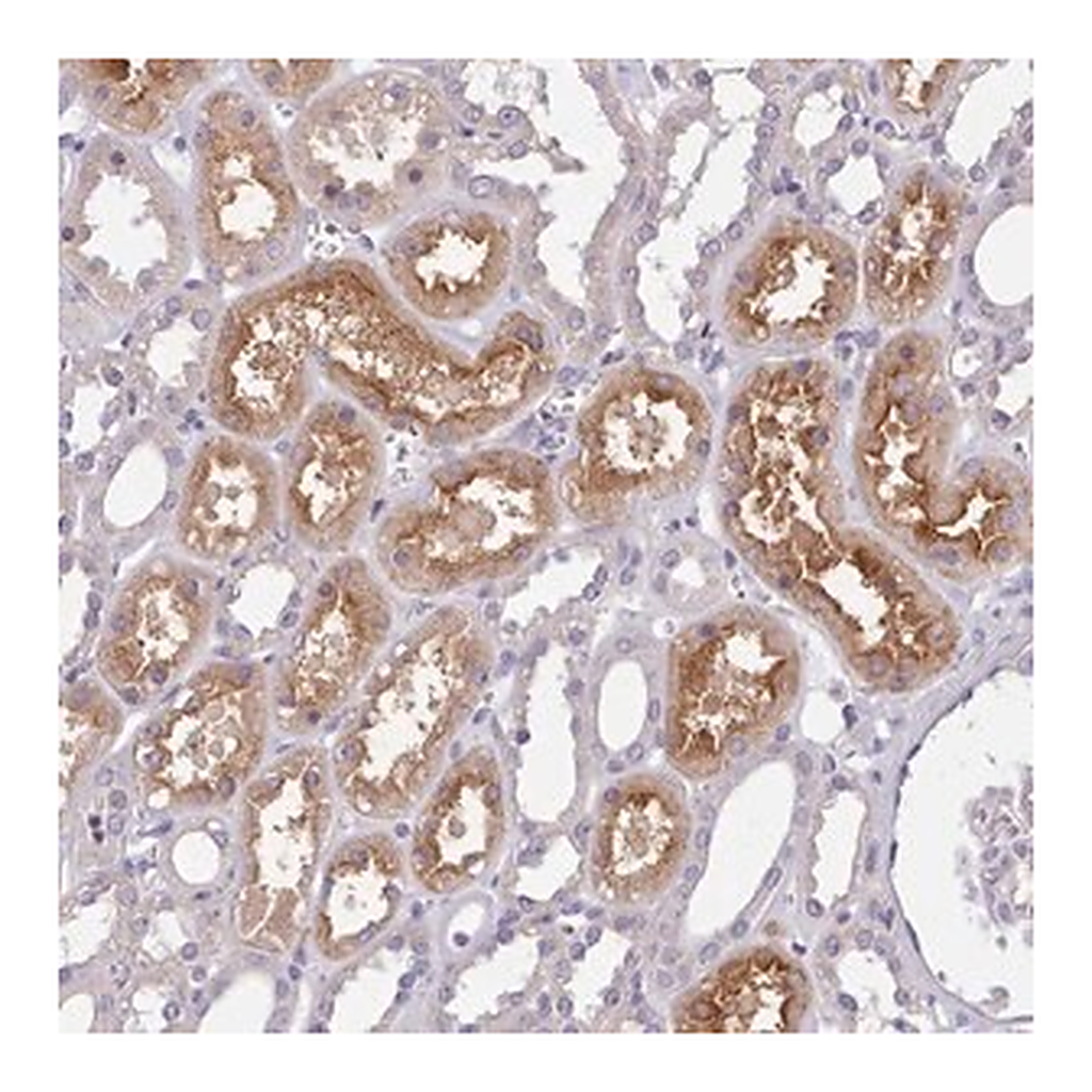 Merck Anti-ZNF607 antibody produced in rabbit