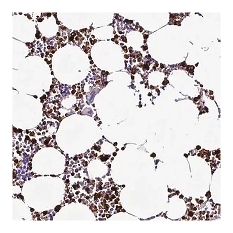 Merck Anti-TMEM178A antibody produced in rabbit